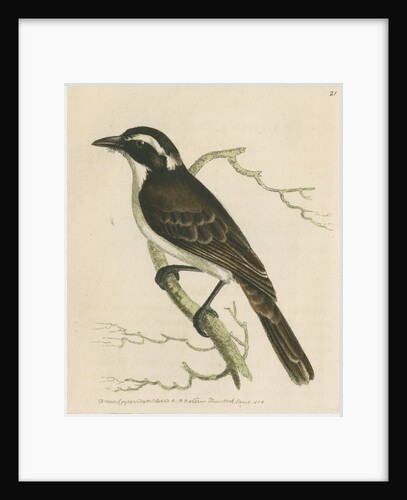'Dusky shrike' by Richard Polydore Nodder