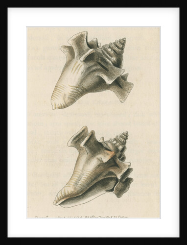 'Sloane's strombus' by Richard Polydore Nodder