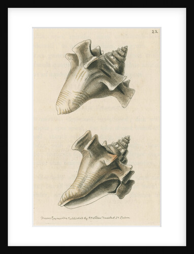 'Sloane's strombus' by Richard Polydore Nodder
