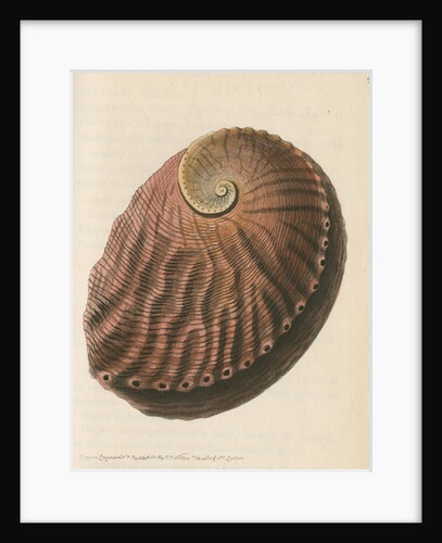 'Red earshell' [Blacklip abalone] by Richard Polydore Nodder