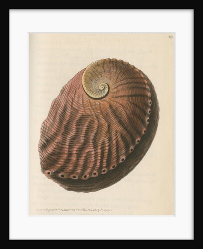 'Red earshell' [Blacklip abalone] by Richard Polydore Nodder