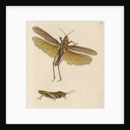 'Australian locust' [Gumleaf grasshopper] by Richard Polydore Nodder