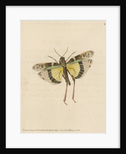 'Painted locust' [Yellow-winged locust] by Richard Polydore Nodder