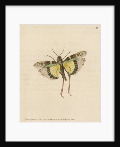 'Painted locust' [Yellow-winged locust] by Richard Polydore Nodder