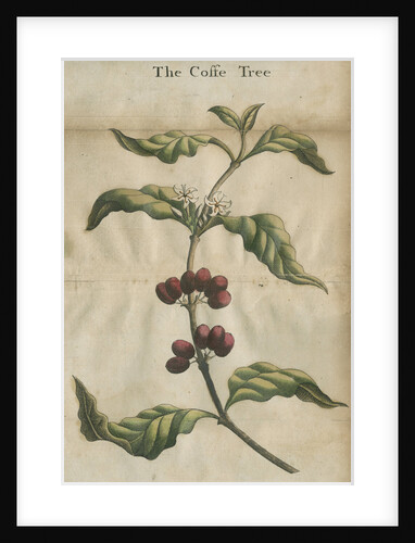 Coffee plant by unknown