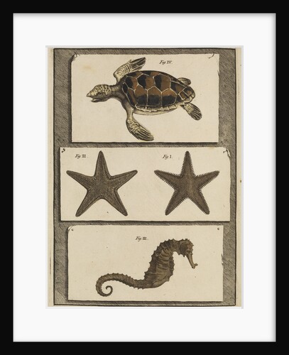 Three specimens of marine life by T Cole