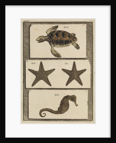 Three specimens of marine life by T Cole