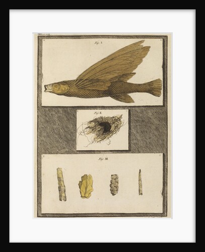 Flying fish with freshwater nests and cases by T Cole