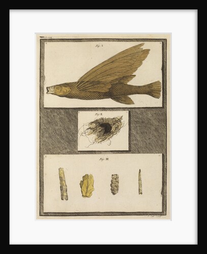 Flying fish with freshwater nests and cases by T Cole