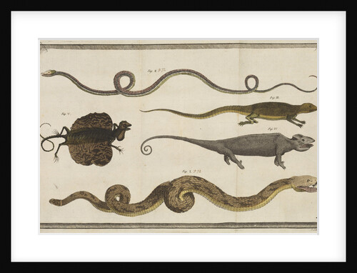 Five specimens of reptiles by T Cole