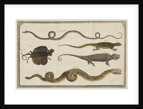 Five specimens of reptiles by T Cole