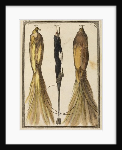 Two specimens of the Bird-of-Paradise by T Cole