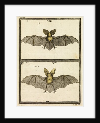 A specimen of bat by T Cole