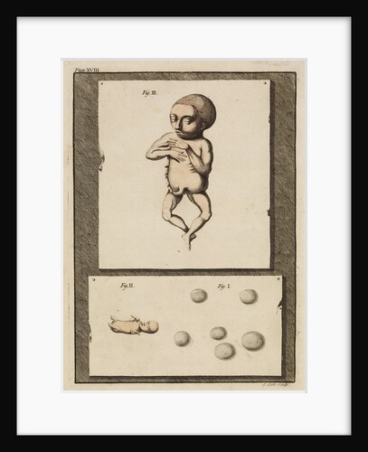Human eggs and foetuses by T Cole