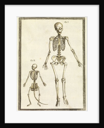 Human and monkey skeletons by T Cole