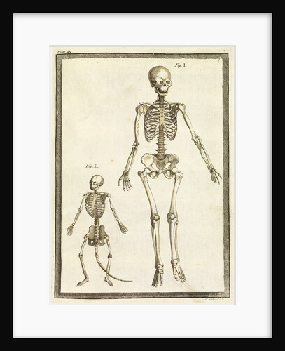 Human and monkey skeletons by T Cole