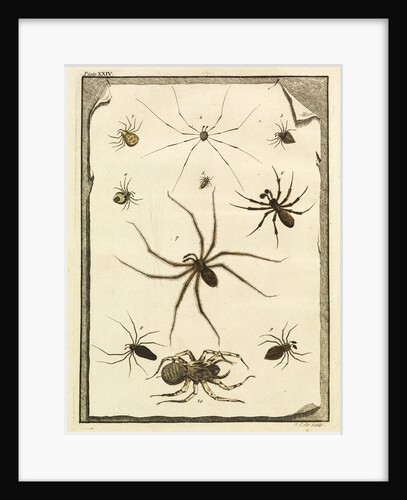Ten specimens of spiders by T Cole