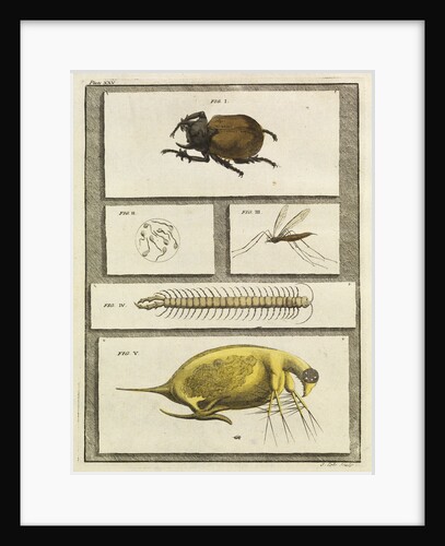 Insect studies with human spermatozoa by T Cole
