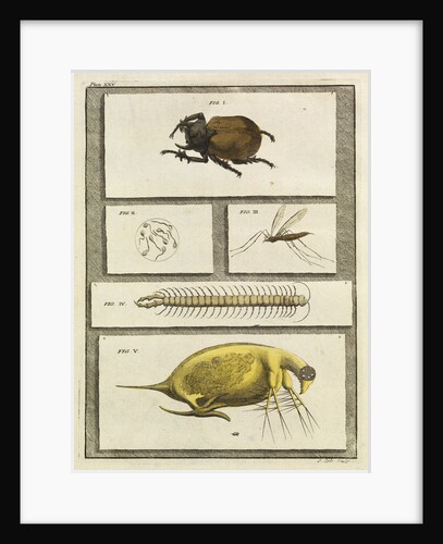 Insect studies with human spermatozoa by T Cole