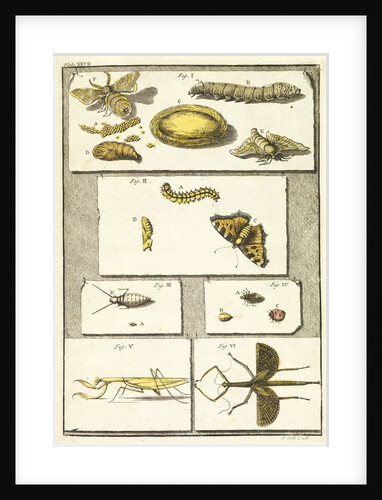 Studies of the silk worm and other insects by T Cole