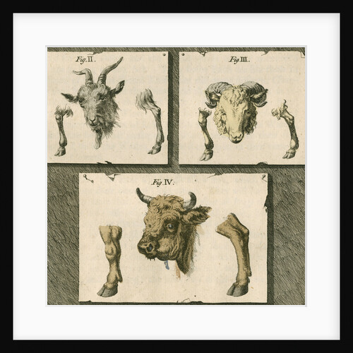 Domestic animals by T Cole