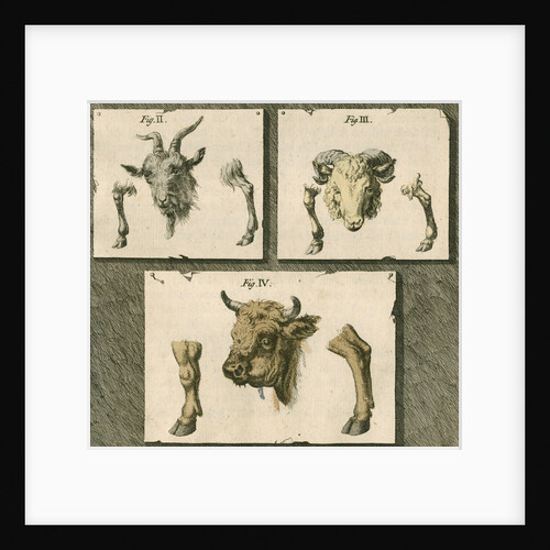 Domestic animals by T Cole