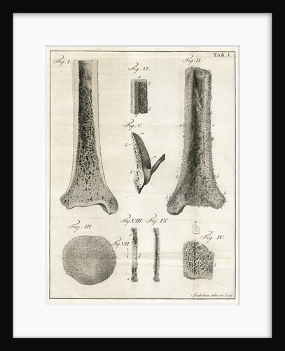 The Tibia by Faustino Anderloni