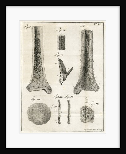 The Tibia by Faustino Anderloni
