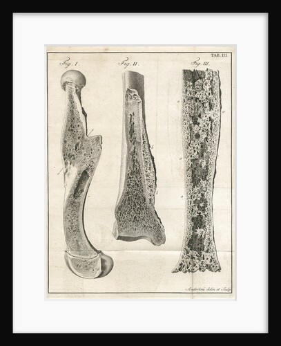 Sections of the leg bones by Faustino Anderloni
