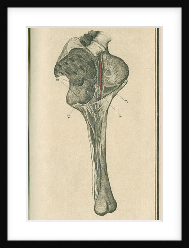 'The superficial lymphatic vessels of the left lower extremity' by unknown