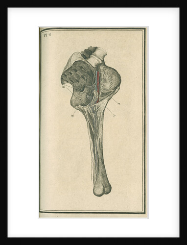 'The superficial lymphatic vessels of the left lower extremity' by unknown