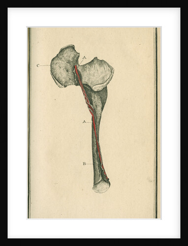The Crural artery (right thigh) by unknown