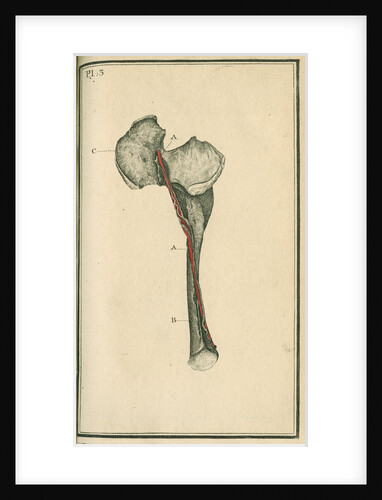 The Crural artery (right thigh) by unknown