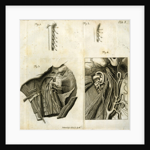 Details of the anatomy of the head and neck by Goett