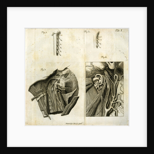 Details of the anatomy of the head and neck by Goett