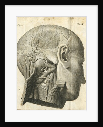 The anatomy of the neck and back of the head by unknown