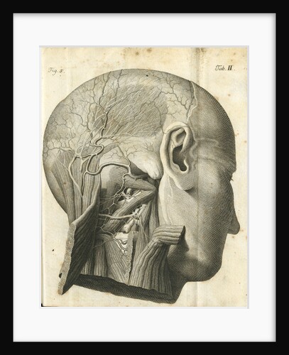 The anatomy of the neck and back of the head by unknown