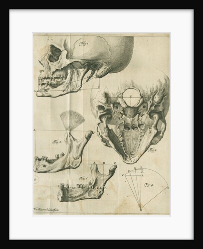 Views of the skull and jaw by Françoise van Bleyswyck