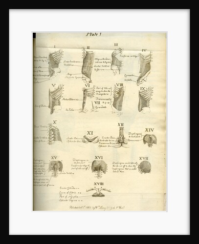 Muscles of the human torso by Joseph Constantine Carpue