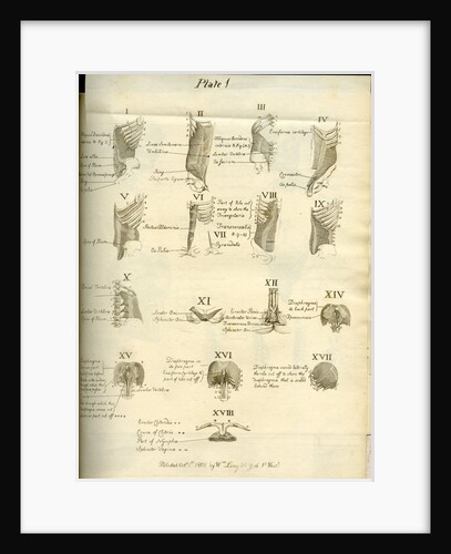 Muscles of the human torso by Joseph Constantine Carpue