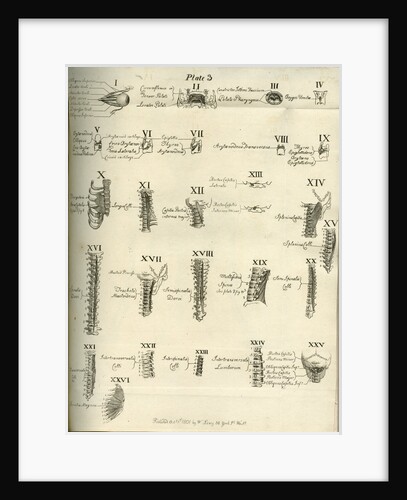 Muscles of the human head, neck and spine by Joseph Constantine Carpue