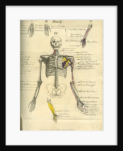 Muscle distribution of the upper body (front) by Joseph Constantine Carpue