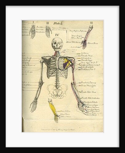 Muscle distribution of the upper body (front) by Joseph Constantine Carpue