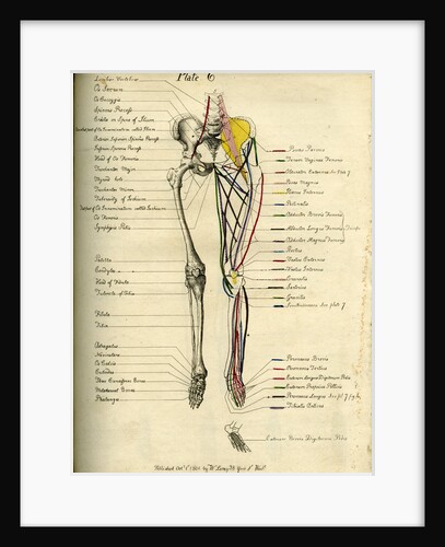 Muscle distribution of the lower body (front) by Joseph Constantine Carpue