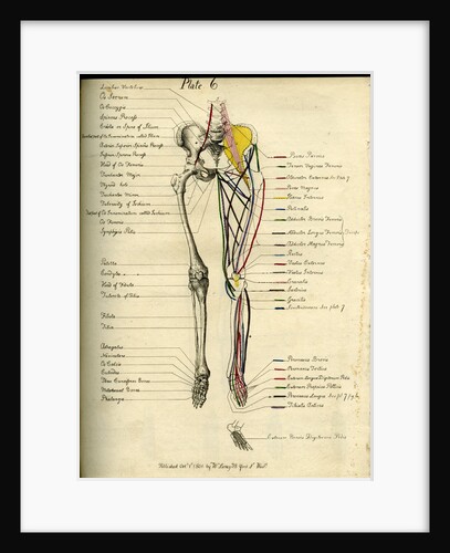 Muscle distribution of the lower body (front) by Joseph Constantine Carpue