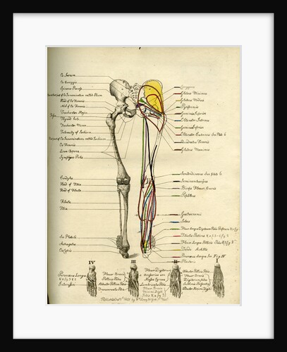Muscle distribution of the lower bod(back) by Joseph Constantine Carpue