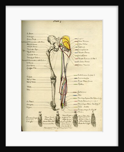 Muscle distribution of the lower bod(back) by Joseph Constantine Carpue