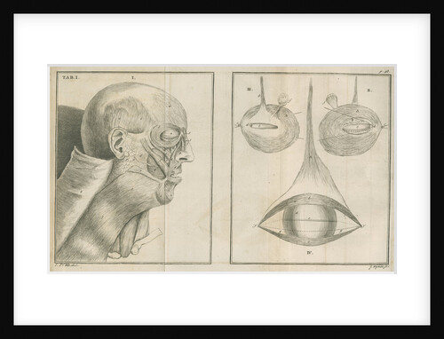 'A view of the Muscles of the Face in Profile' by James Mynde