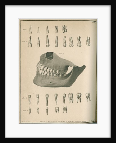 The permanent set of teeth complete by Parks