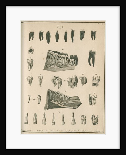 Cross-sections of the teeth and lower jaw by Parks
